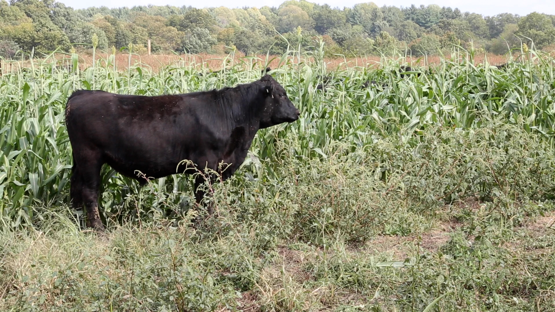 A black cow in a green field