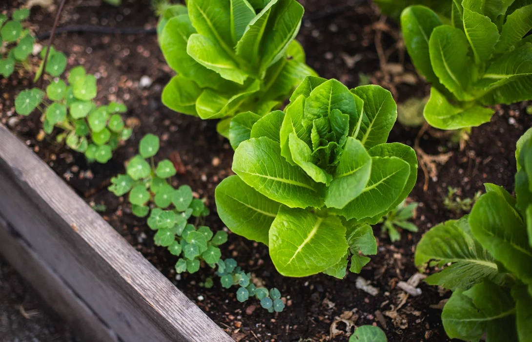 Salad in a garden
