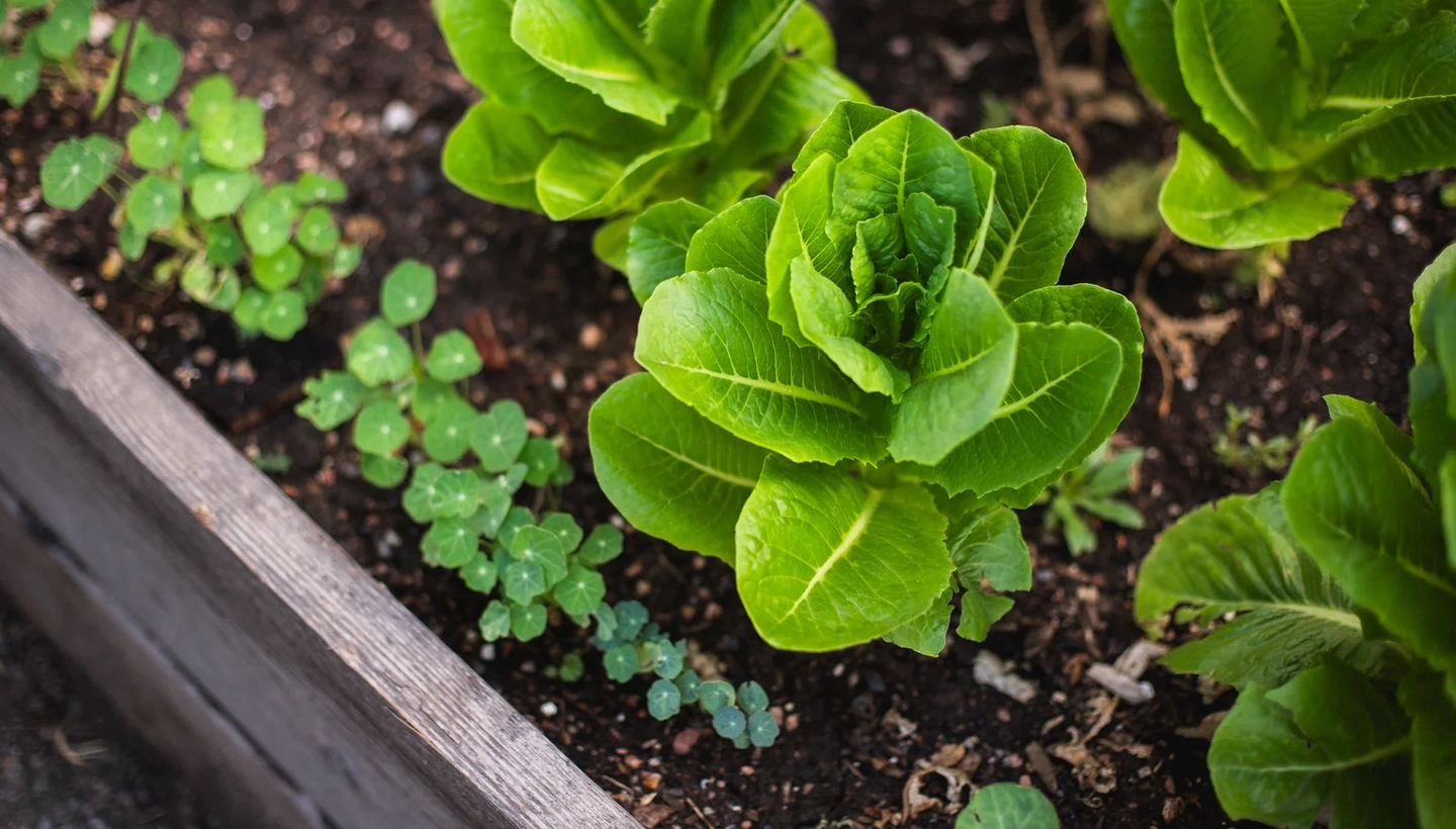 Green Salad