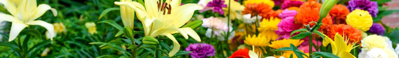 Colorful flowers