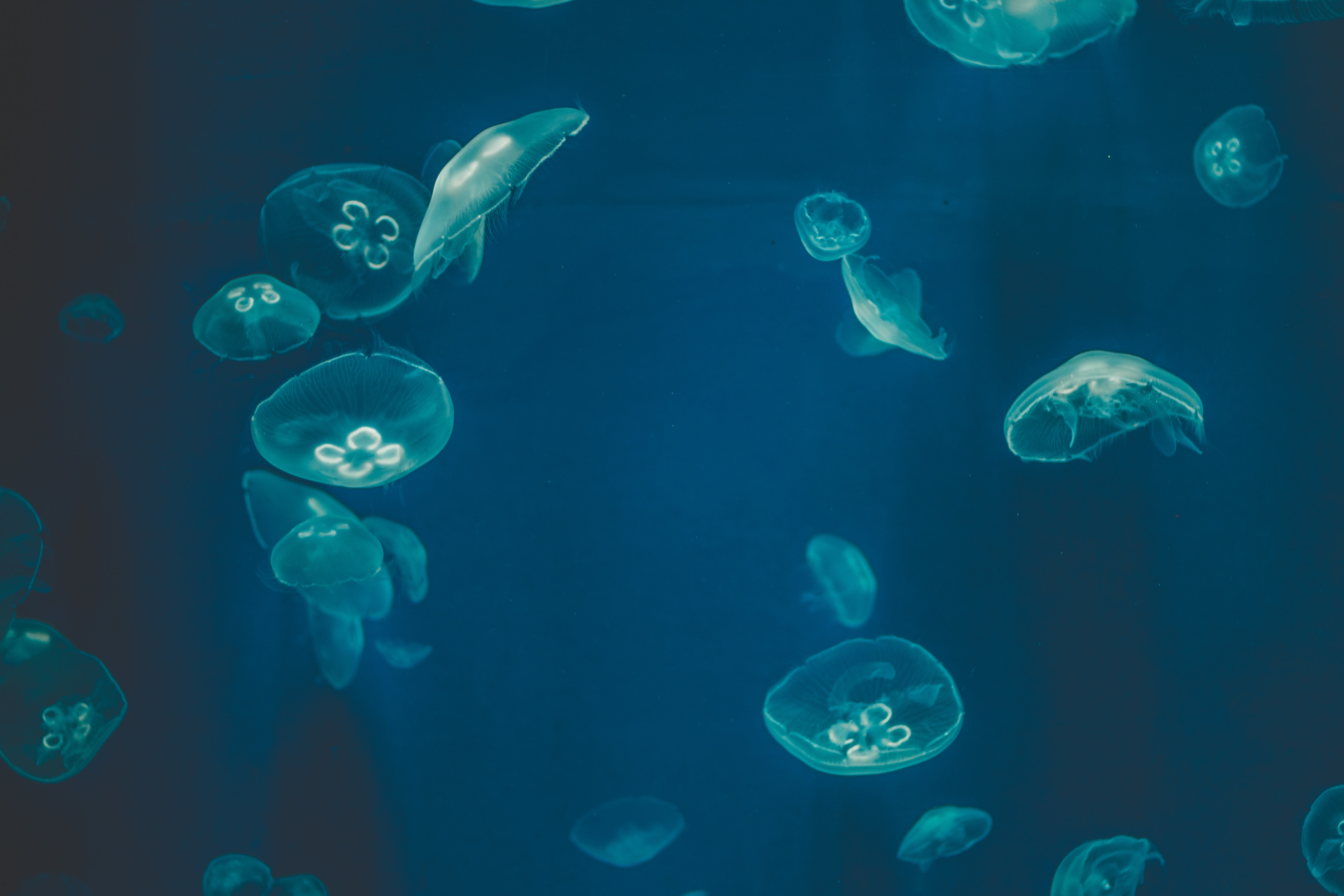 sea jellyfish