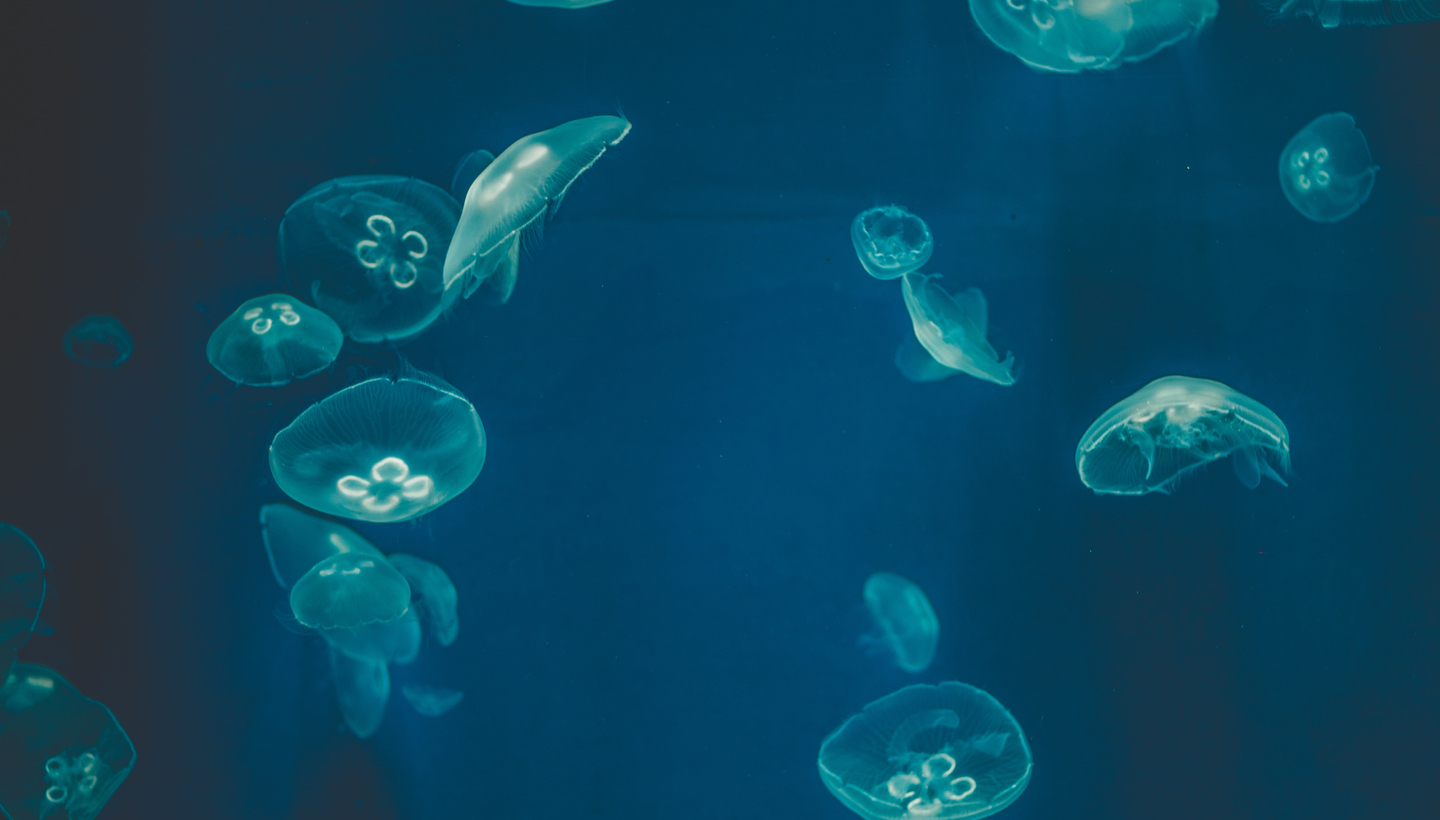 sea jellyfish