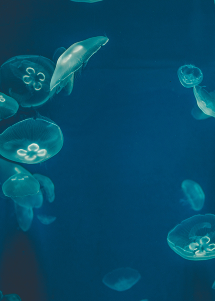 sea jellyfish
