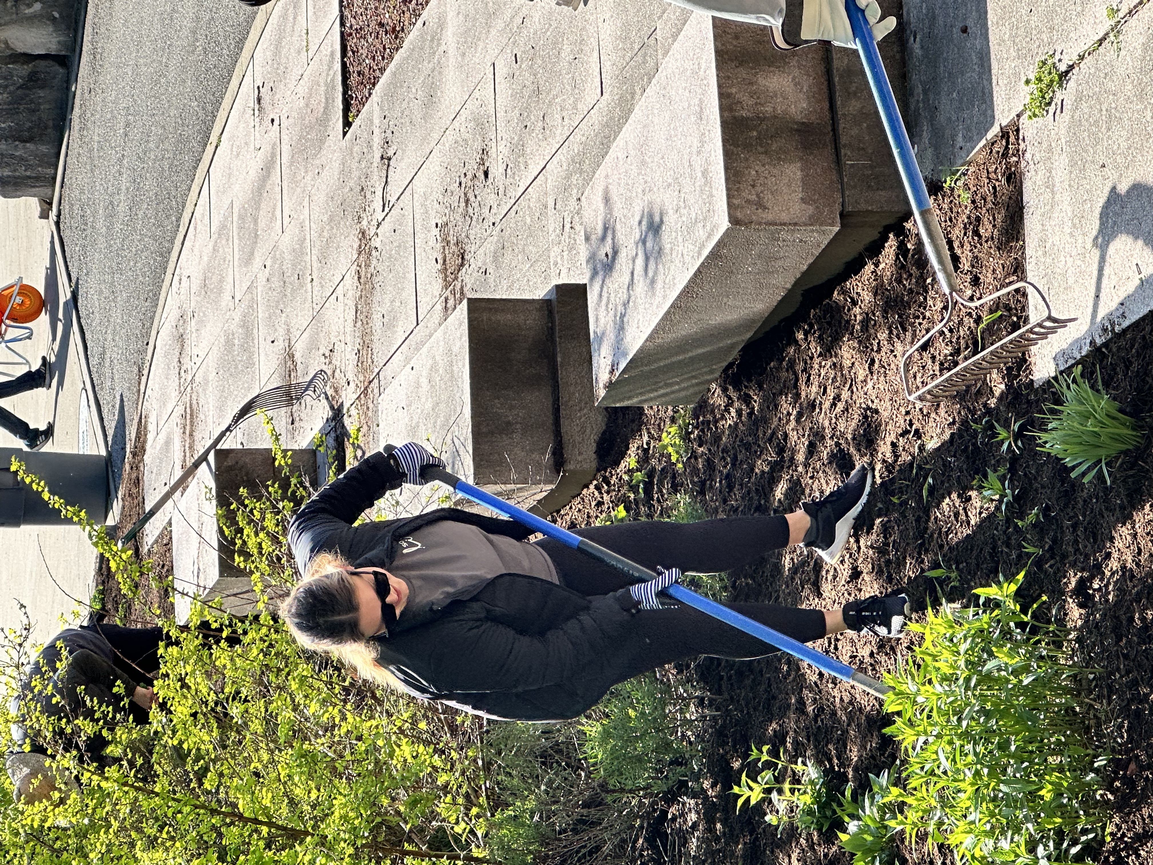 Volunteer raking at a garden