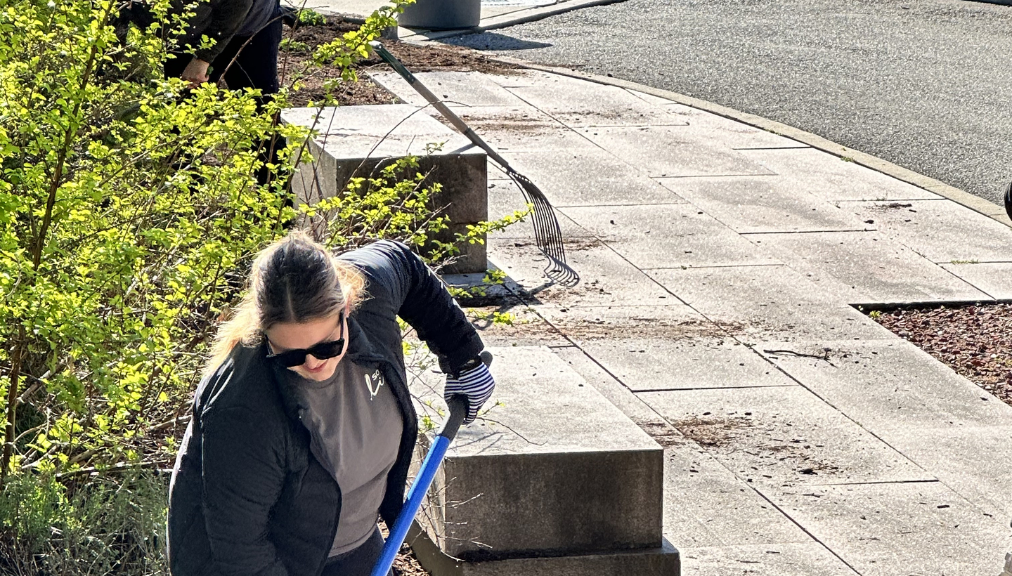 Volunteer raking in a garden