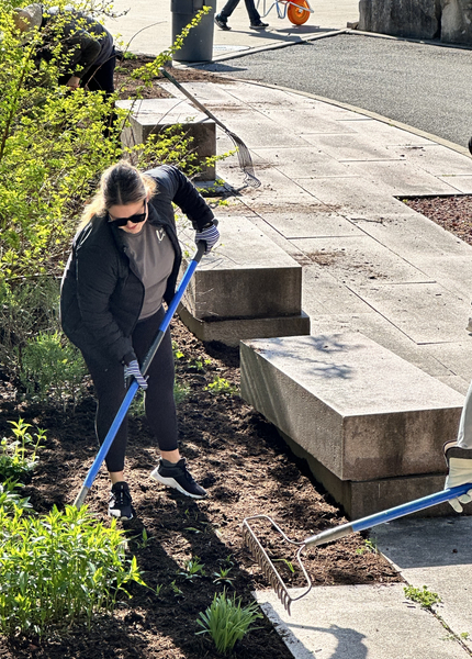 Volunteer raking at a garden